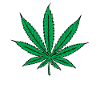 marijuana