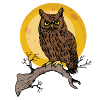 owl