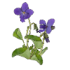 violet
