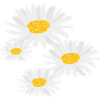 Flower Daisies