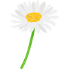 Marguerite fleur avec tige