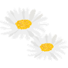 Flower Daisies