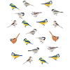 Illustrated Tit Birds | Birdwatching Gift