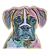 Boxer dogs