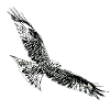 Falcon