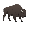 Buffle de bison