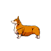 Welsh Corgi
