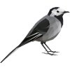 wagtail