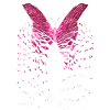 Butterfly pink wing
