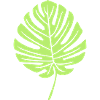 Feuille de Monstera Vert