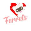 ferrets