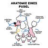 Pudel Hund Anatomie