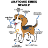 Beagle Hund Anatomie