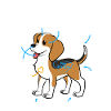 Anatomie d'un beagle