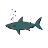Shark, shark,