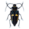 insect