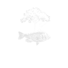 Angler fish tree