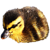 Ducks chicks, birds, baby animals