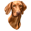 Vizsla dog