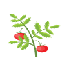 tomatoes