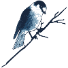 Sparrow on branch