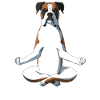 Yoga Boxer Dog
