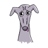 Funny greyhound