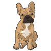 French bulldog