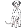 Chien dalmatien