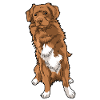 Nova Scotia Duck Tolling Retriever
