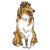 Rough Collie Langhaarcollie Hunderasse