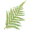 Fern leaf motif