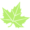 Plane Tree Leaf Design