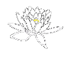 Lotusblüte