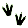 Dinof feet