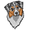 Australian Sheperd Aussie dog