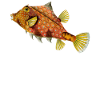 Boxfish aquarium marine biology fishing