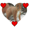 Eichhörnchen Squirrel Liebe Love Herz