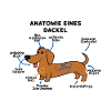 Dackel Hund Anatomie