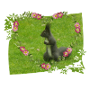 Eichhörnchen Liebe Tiere Tierfreund