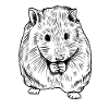 hamster