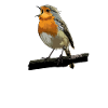 Rotkehlchen Vogel Beobachten Singvögel Geschenk