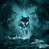 Awesome wolf at night