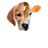 No difference Vegan