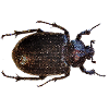 dung beetle