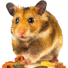 I am hamster