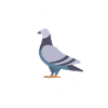 Tauben