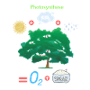 Photosynthese