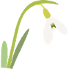 perce-neige