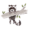 racoon